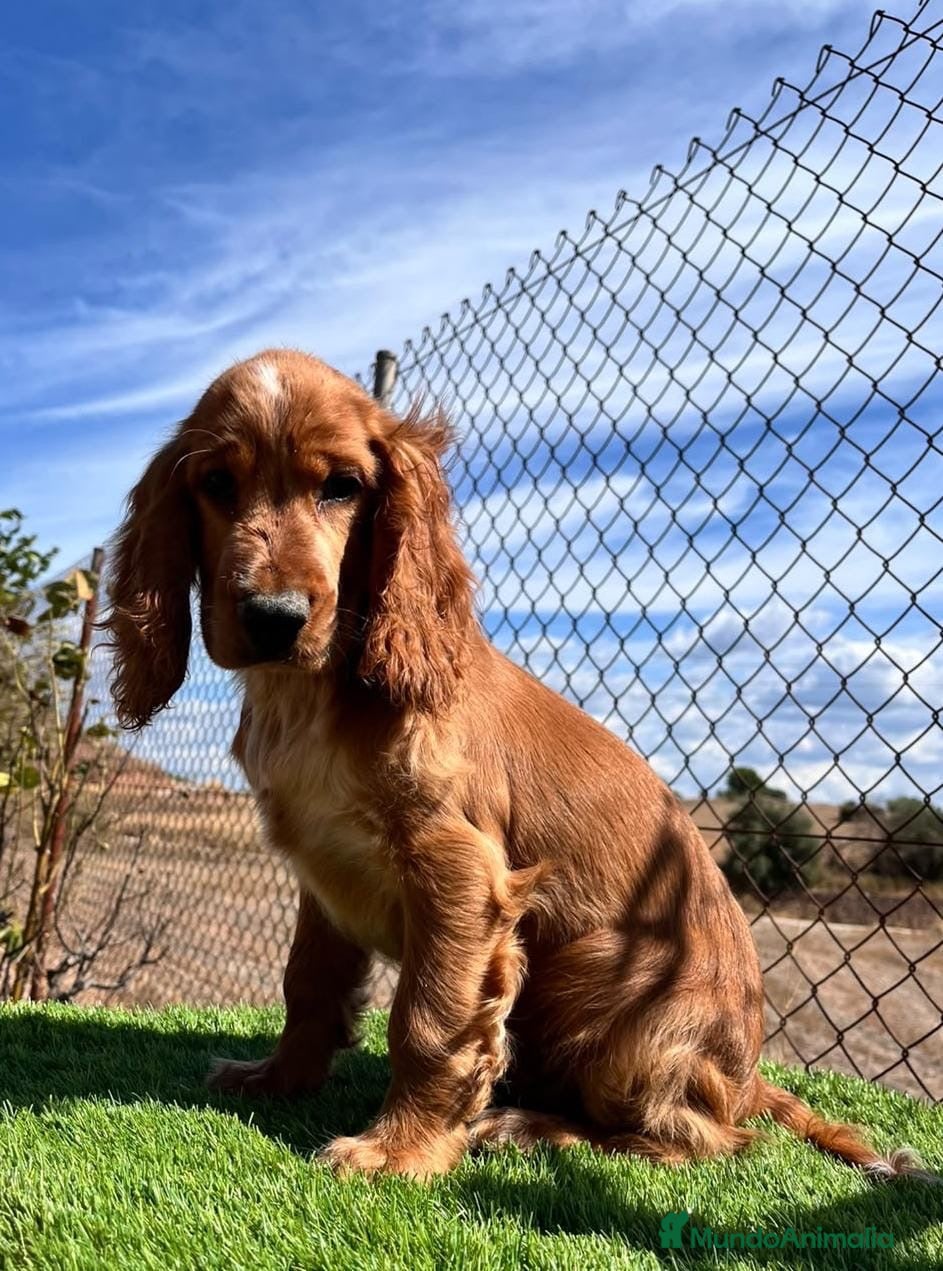 Cocker Spaniel Inglés perros Cocker inglés disponibles💙🐾 - Anuncio 2