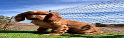 Cocker Spaniel Inglés perros en venta: Cocker inglés disponibles💙🐾 - Anuncio 1