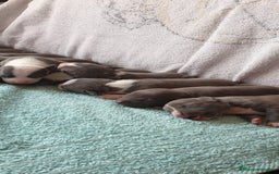 American Staffordshire-Terrier perros en venta: American Stanford  - Imagen 3