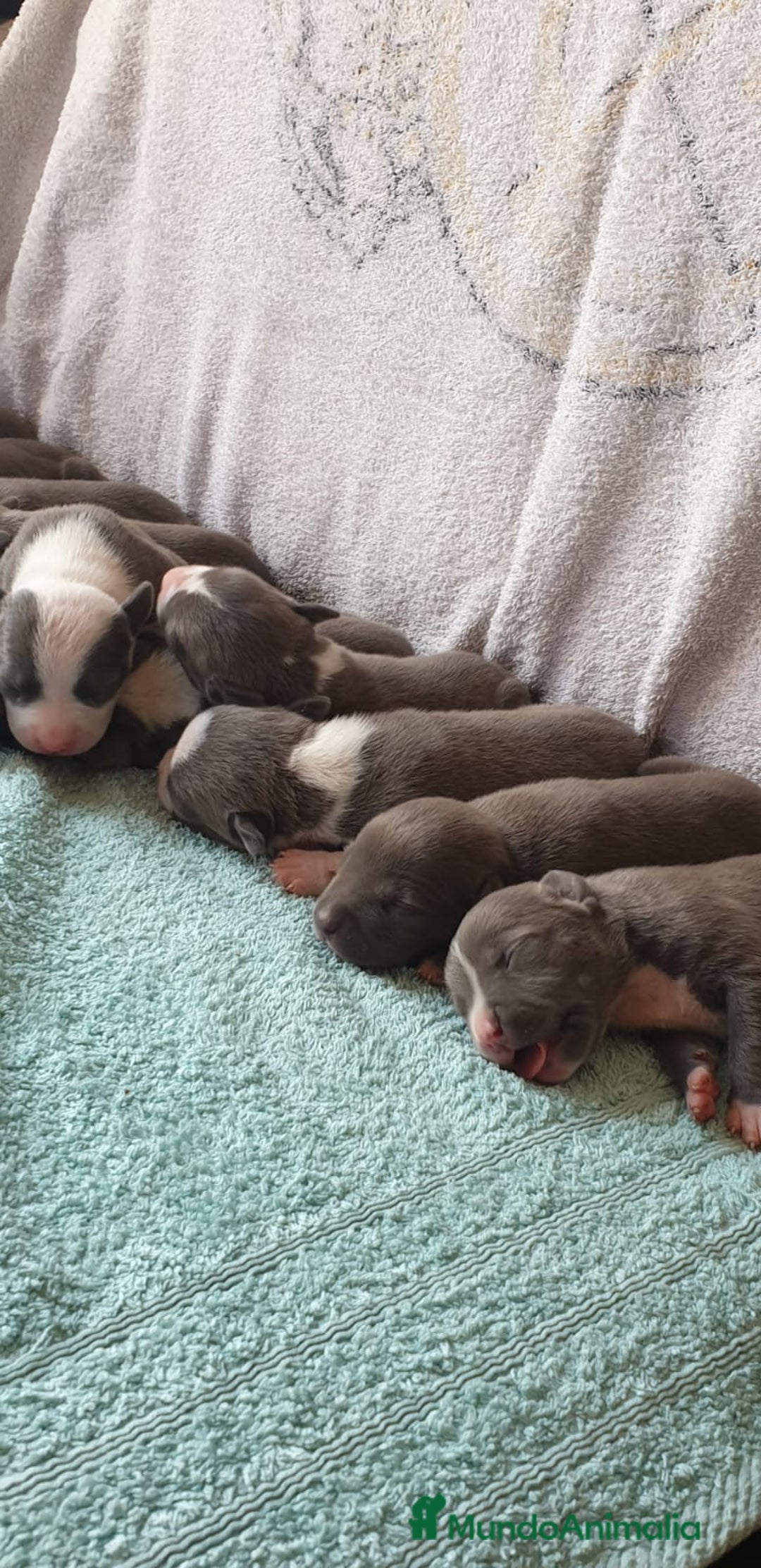 American Staffordshire-Terrier perros en venta: American Stanford  - Imagen 3