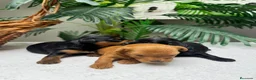 Cocker Spaniel Inglés perros en venta: COCKER SPANIEL INGLES - Anuncio 7