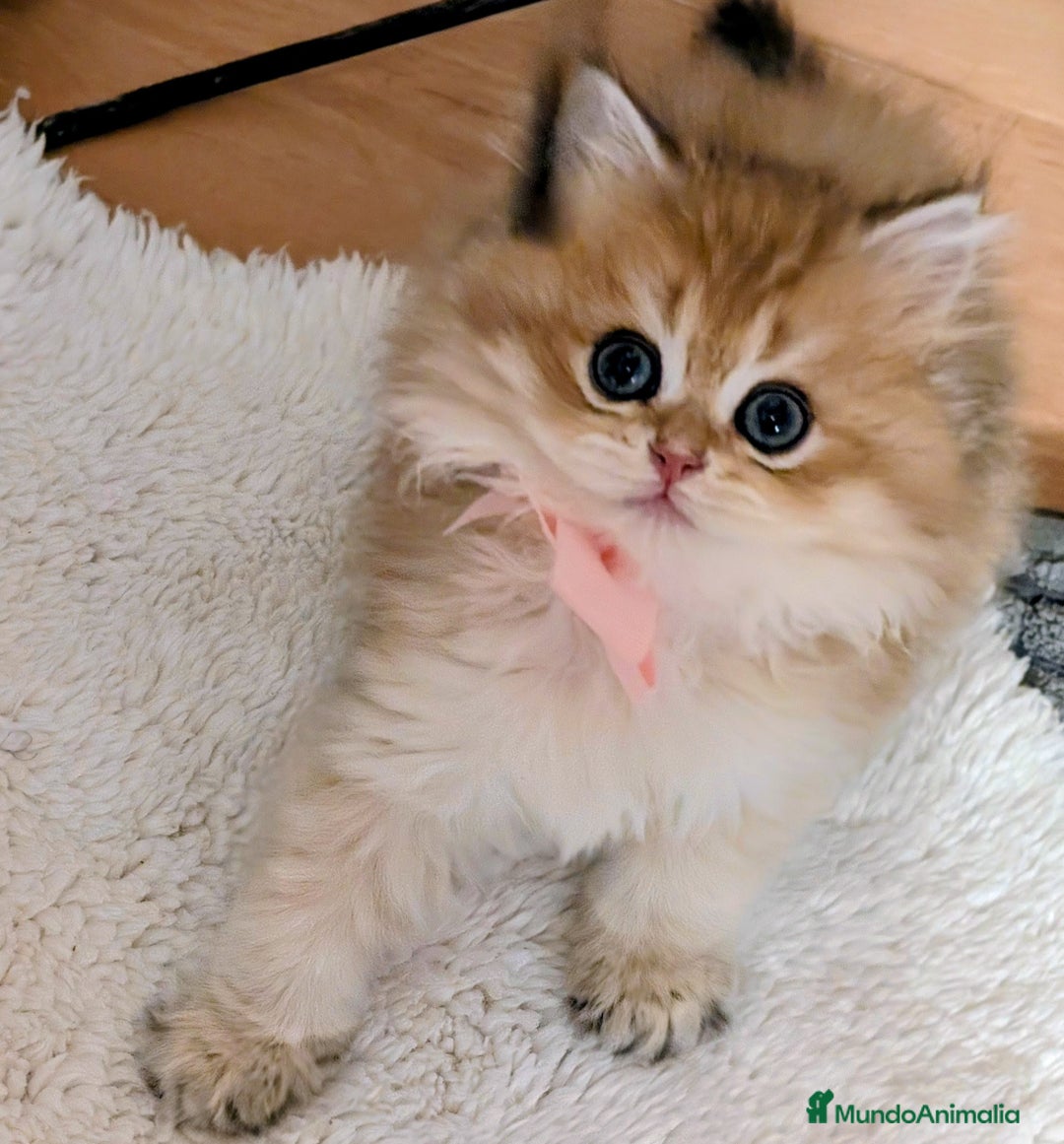 Británico de Pelo Largo gatos en venta:  2gatitos color exclusivo british golden longhair  - Anuncio 19