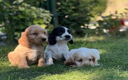 Cocker Spaniel Inglés perros en venta: Cocker - Imagen 3