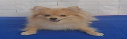 Pomerania perros en venta: Pomerania  - Anuncio 1