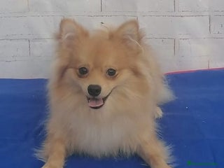 Pomerania perros Pomerania - Anuncio 1