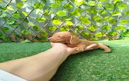 Teckel Miniatura perros en venta: Teckel mini  - Imagen 4