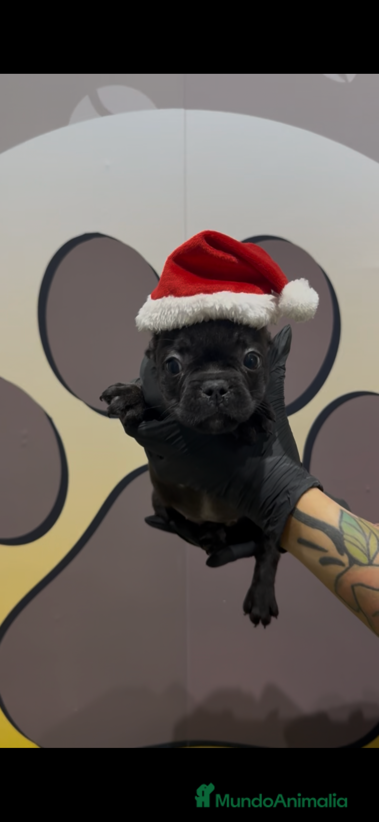 Bulldog Francés perros Bulldog francés hembra bebe - Anuncio 20