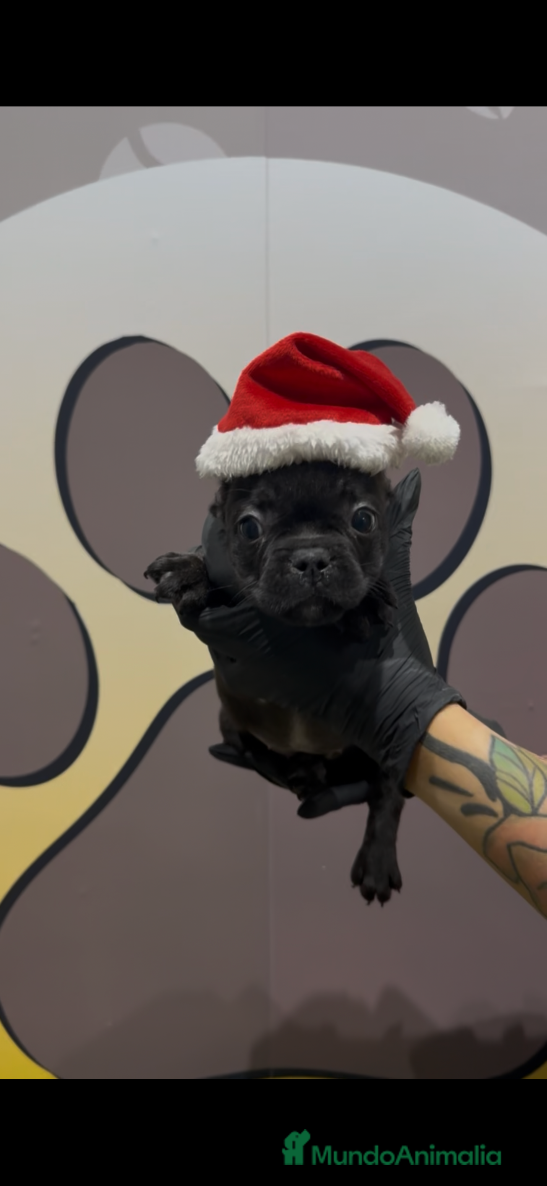 Bulldog Francés perros en venta: Bulldog francés hembra bebe - Anuncio 1