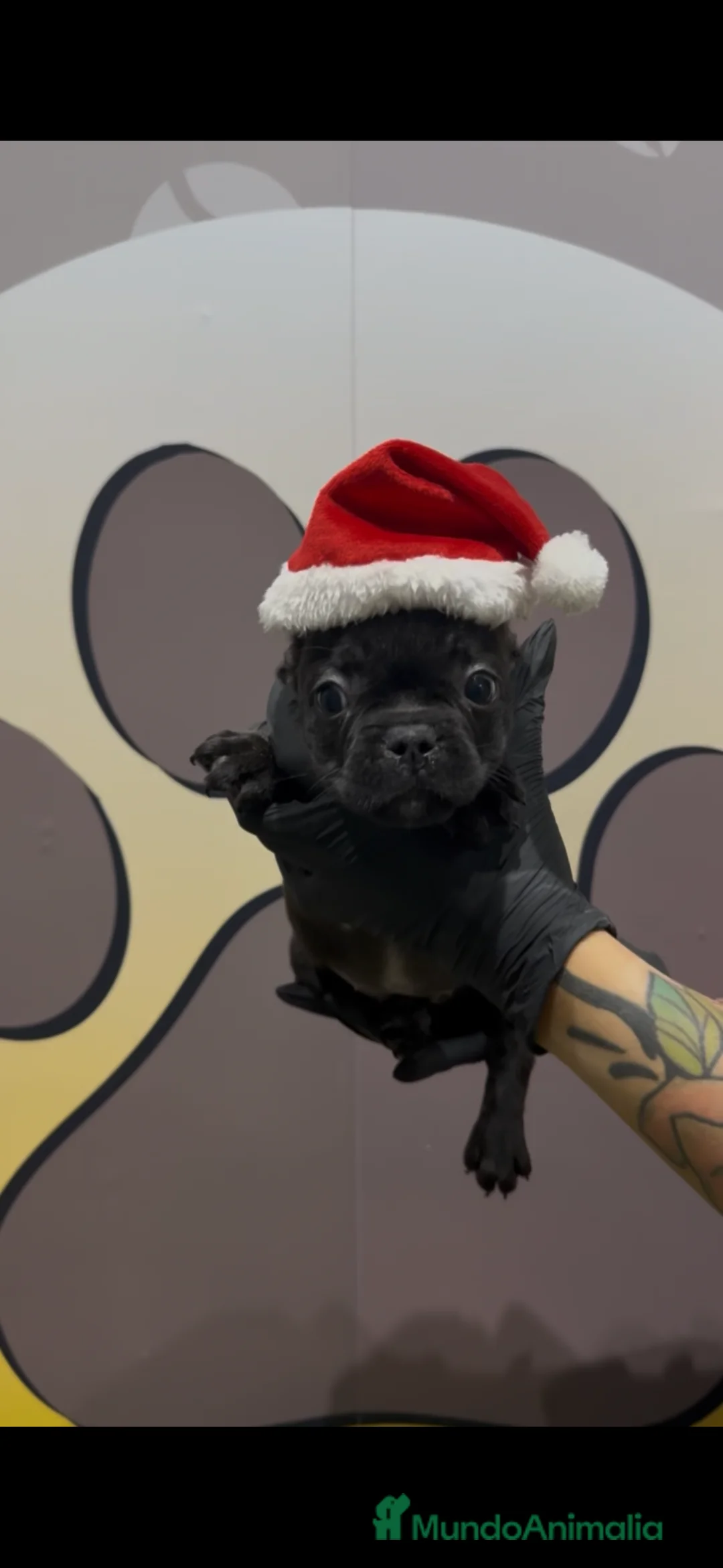 Bulldog Francés perros en venta: Bulldog francés hembra bebe - Anuncio 1