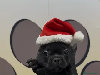 Bulldog Francés perros Bulldog francés hembra bebe - Anuncio 36