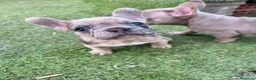 Bulldog Francés perros en venta: Bebés Criados en Familia con Amor y Respeto" - Anuncio 8
