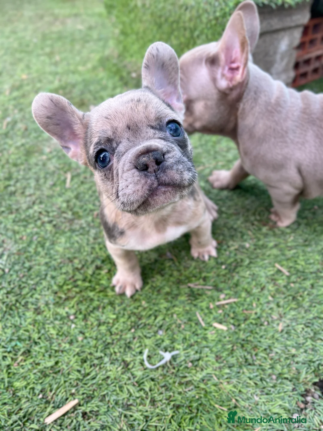 Bulldog Francés perros en venta: Bebés Criados en Familia con Amor y Respeto" - Anuncio 8