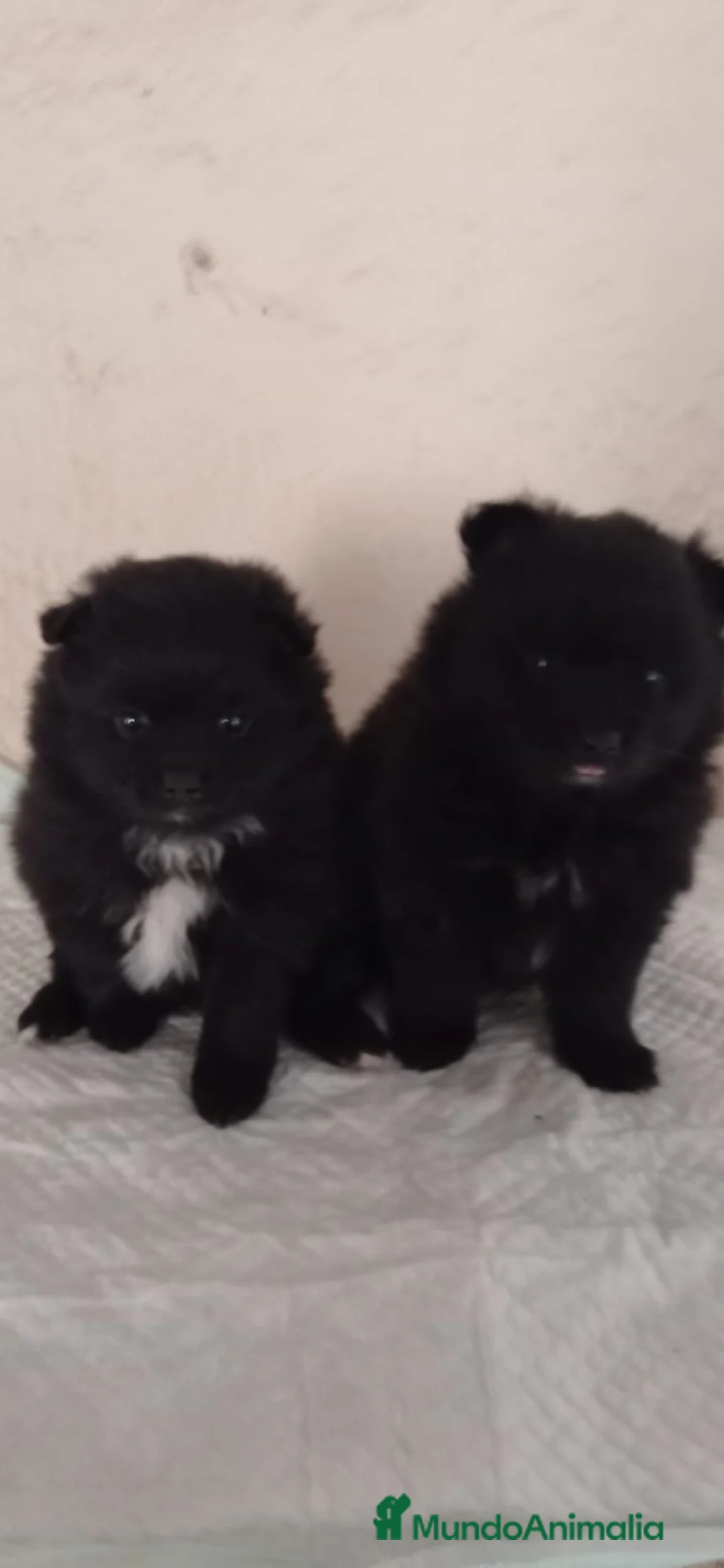 Pomerania perros en venta: Pomerania mini - Anuncio 5