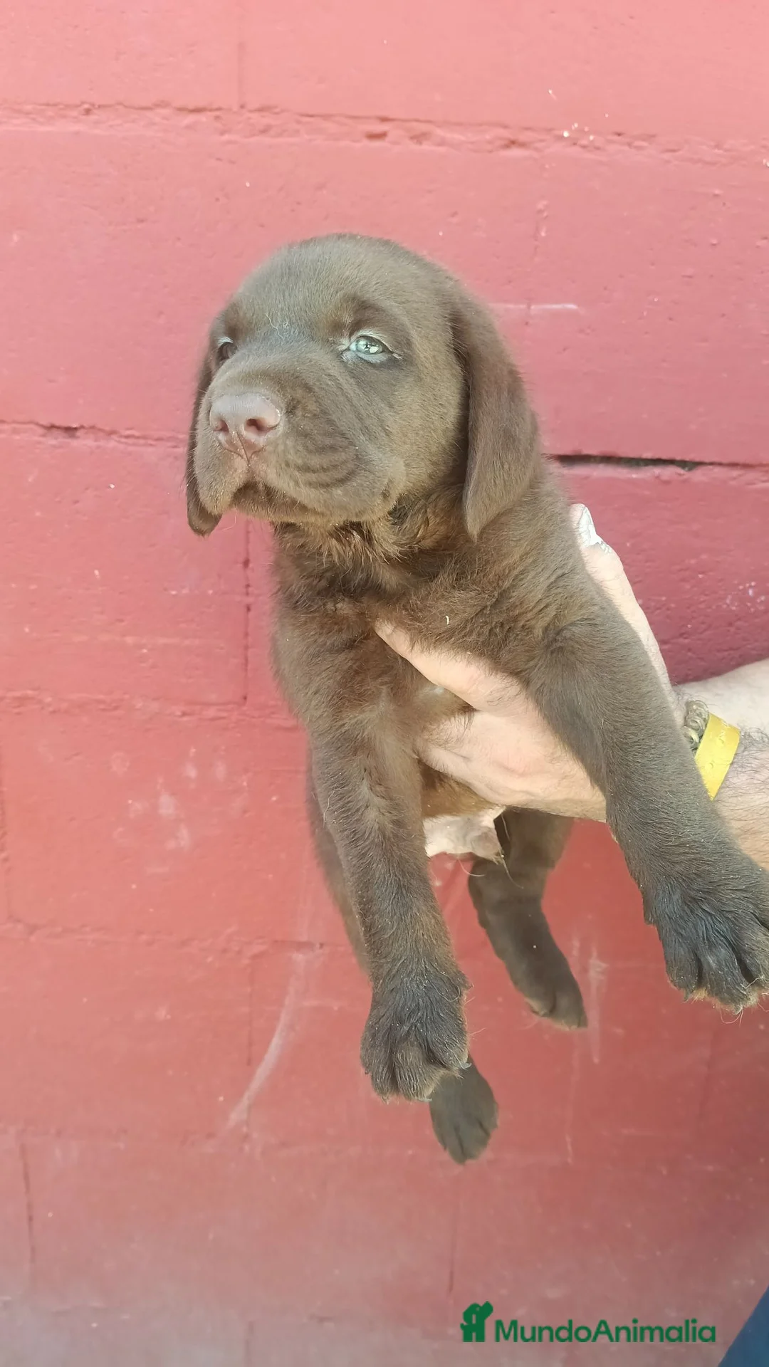 Labrador Retriever perros en venta: Labrador retriever chocolate disponible  en León - Anuncio 7