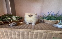 Pomerania perros en venta: Pomerania Macho fotos actuales !!! - Imagen 5