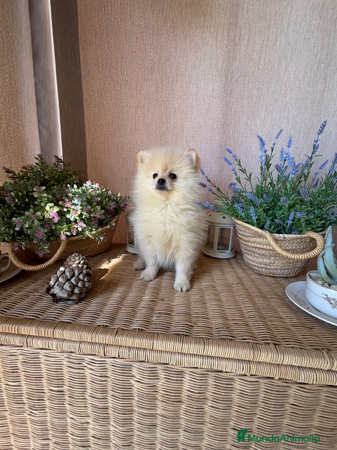 Pomerania perros en venta: Pomerania Macho fotos actuales !!! - Imagen 5