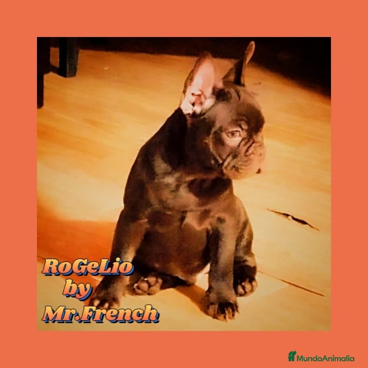 Bulldog Francés perros Precioso Frenchi Testable. and Tan productor de ne en Madrid - Anuncio 6