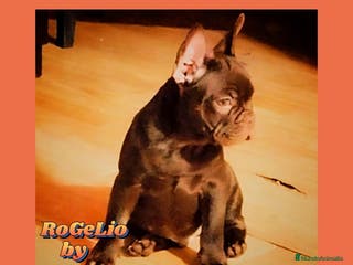 Bulldog Francés perros Precioso Frenchi Testable. and Tan productor de ne en Madrid - Anuncio 23