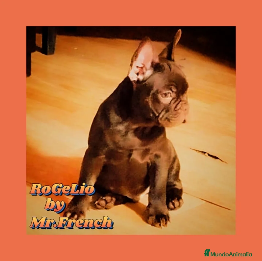 Bulldog Francés perros en venta: Precioso Frenchi Testable. and Tan productor de ne en Madrid - Anuncio 1