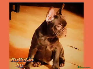 Bulldog Francés perros Precioso Frenchi Testable. and Tan productor de ne en Madrid - Anuncio 12