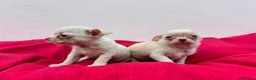 Chihuahua perros en venta: Chihuahua miniatura  - Anuncio 1