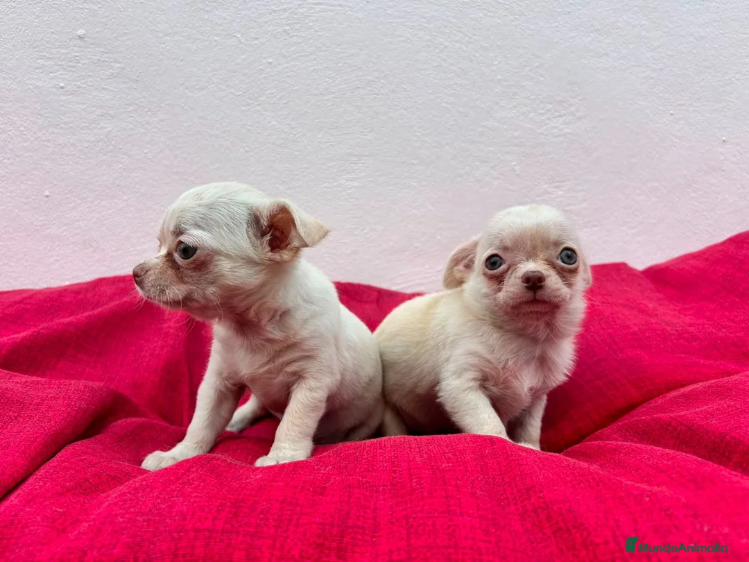 Chihuahua perros en venta: Chihuahua miniatura  - Anuncio 1