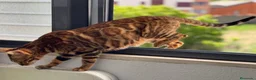 Bengalí gatos en venta: Hembra Bengalí de Alta Calidad - Anuncio 8