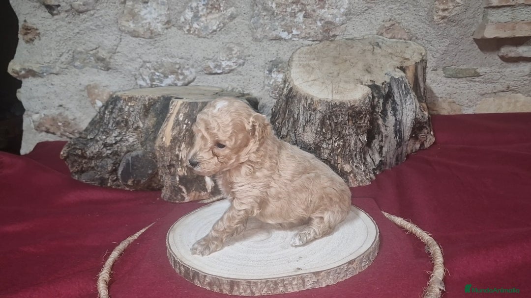 Raza Mixta perros en venta: Caniche apricot enano/toy - Anuncio 4