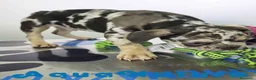 Bulldog Francés perros en venta: Bulldog Frances Macho (ref 9811) - Anuncio 3