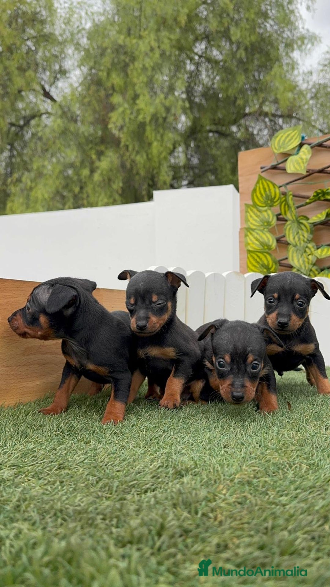 Pinscher Miniatura perros en venta: Pinscher - Imagen 35