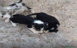 Border Collie perros en venta: Border collie Ultimas 2 hembras  - Imagen 8