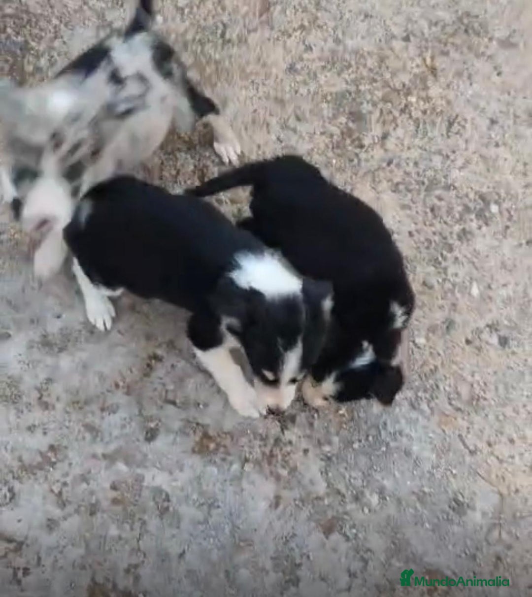 Border Collie perros en venta: Border collie Ultimas 2 hembras  - Imagen 8