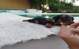 Teckel Miniatura perros en venta: Teckel mini - Imagen 4