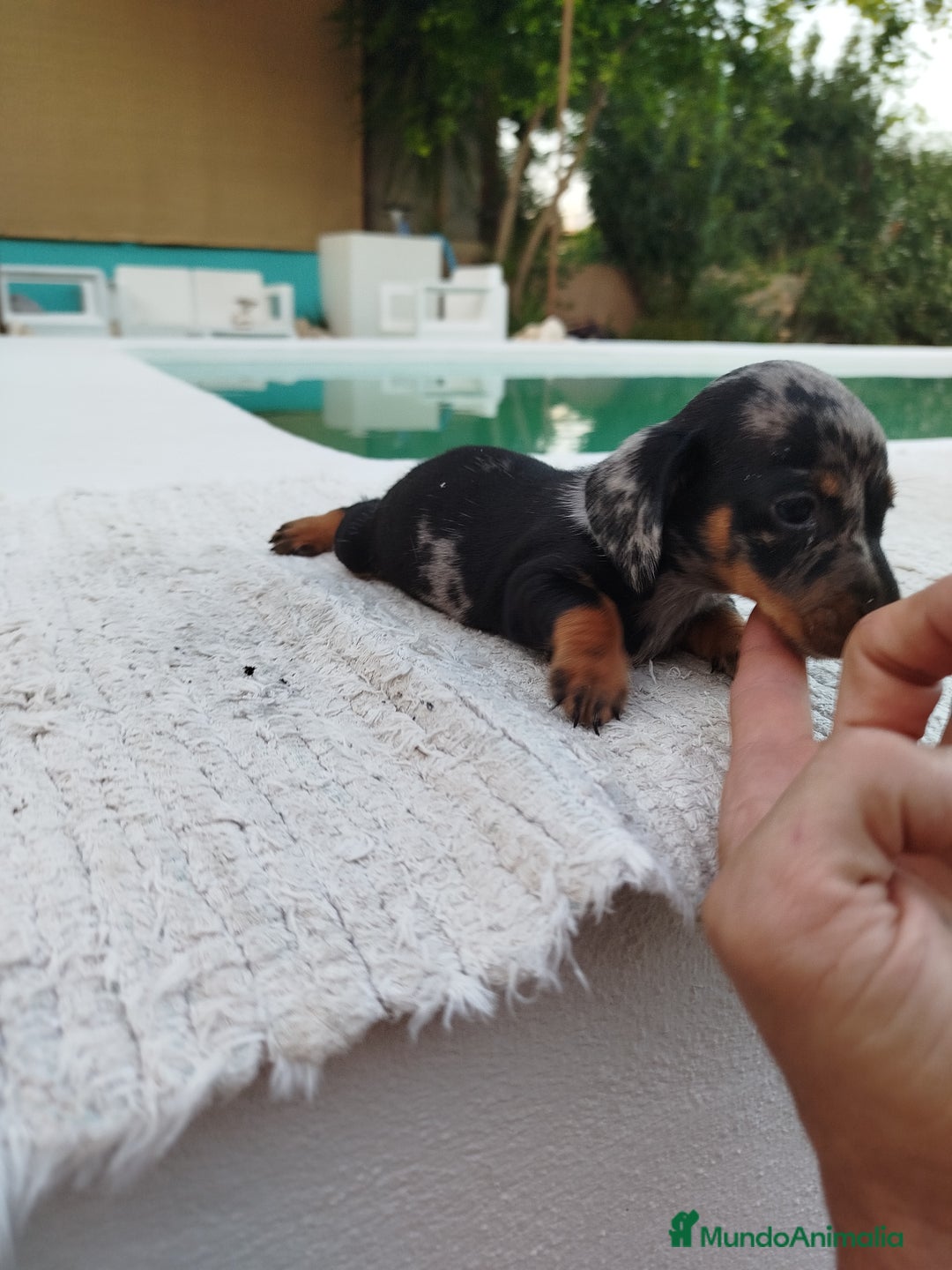 Teckel Miniatura perros en venta: Teckel mini - Imagen 4
