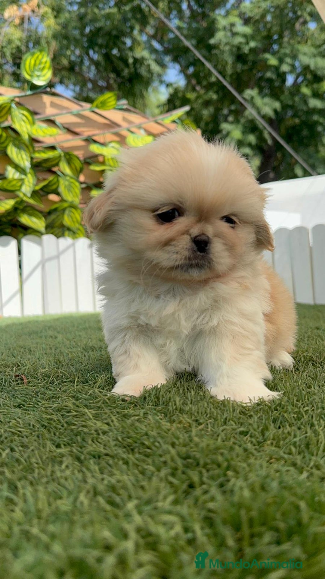 Pekinés perros en venta: PEKINES IMPERIAL HEMBRA - Imagen 7