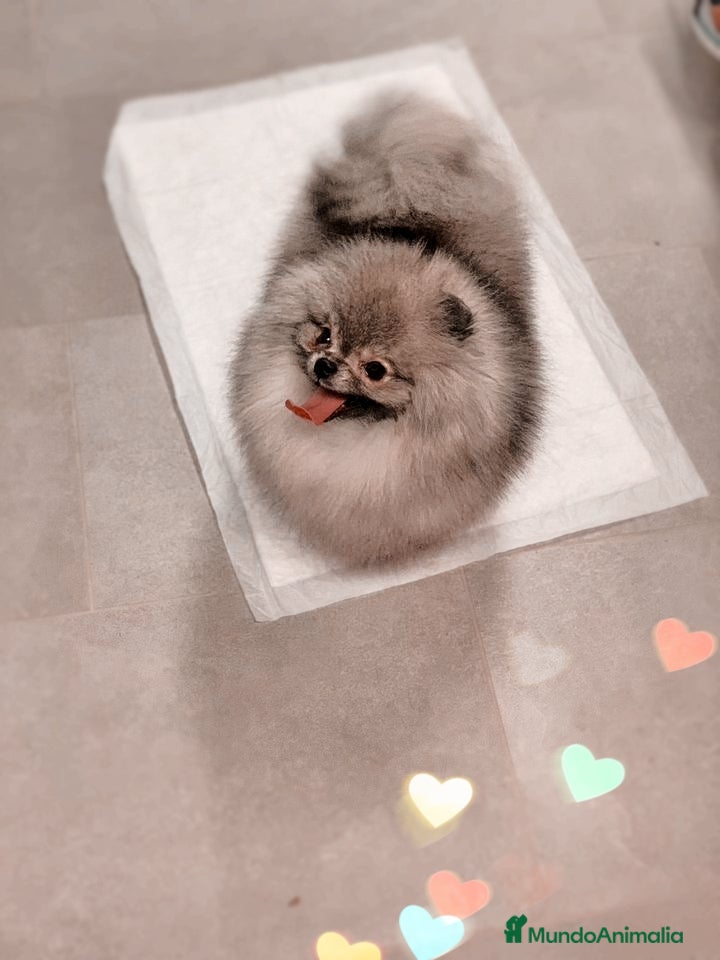 Pomerania perros Pomerania precioso 💖💕 ositos  - Anuncio 1