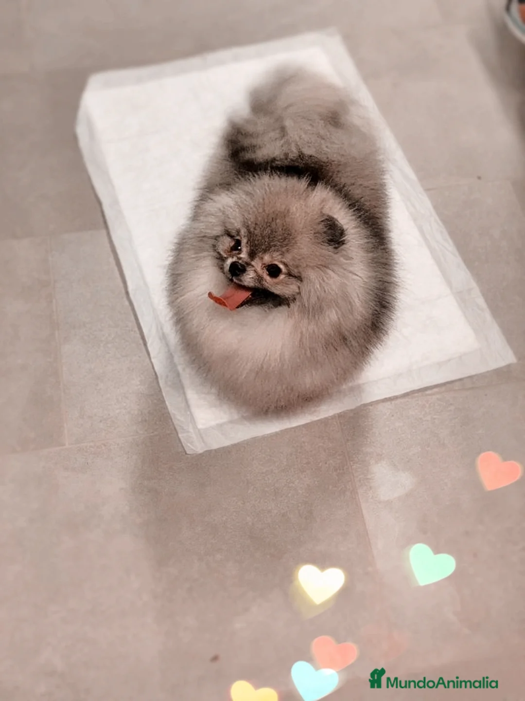 Pomerania perros en venta: Pomerania precioso 💖💕 ositos  en Murcia - Anuncio 1