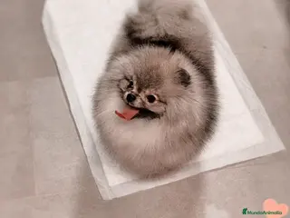 Pomerania perros en venta: Pomerania precioso 💖💕 ositos - Anuncio 1