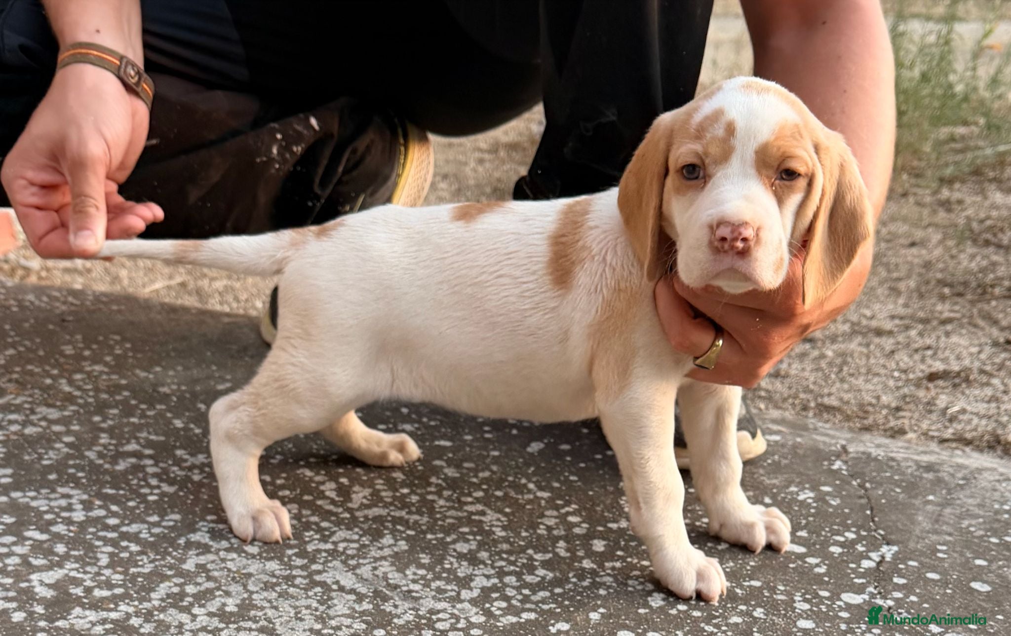 Otras razas perros PACHONA NAVARRA, Cachorra excelente - Anuncio 1