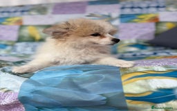 Pomerania perros en venta: Preciosa pomerania hembra - Imagen 8