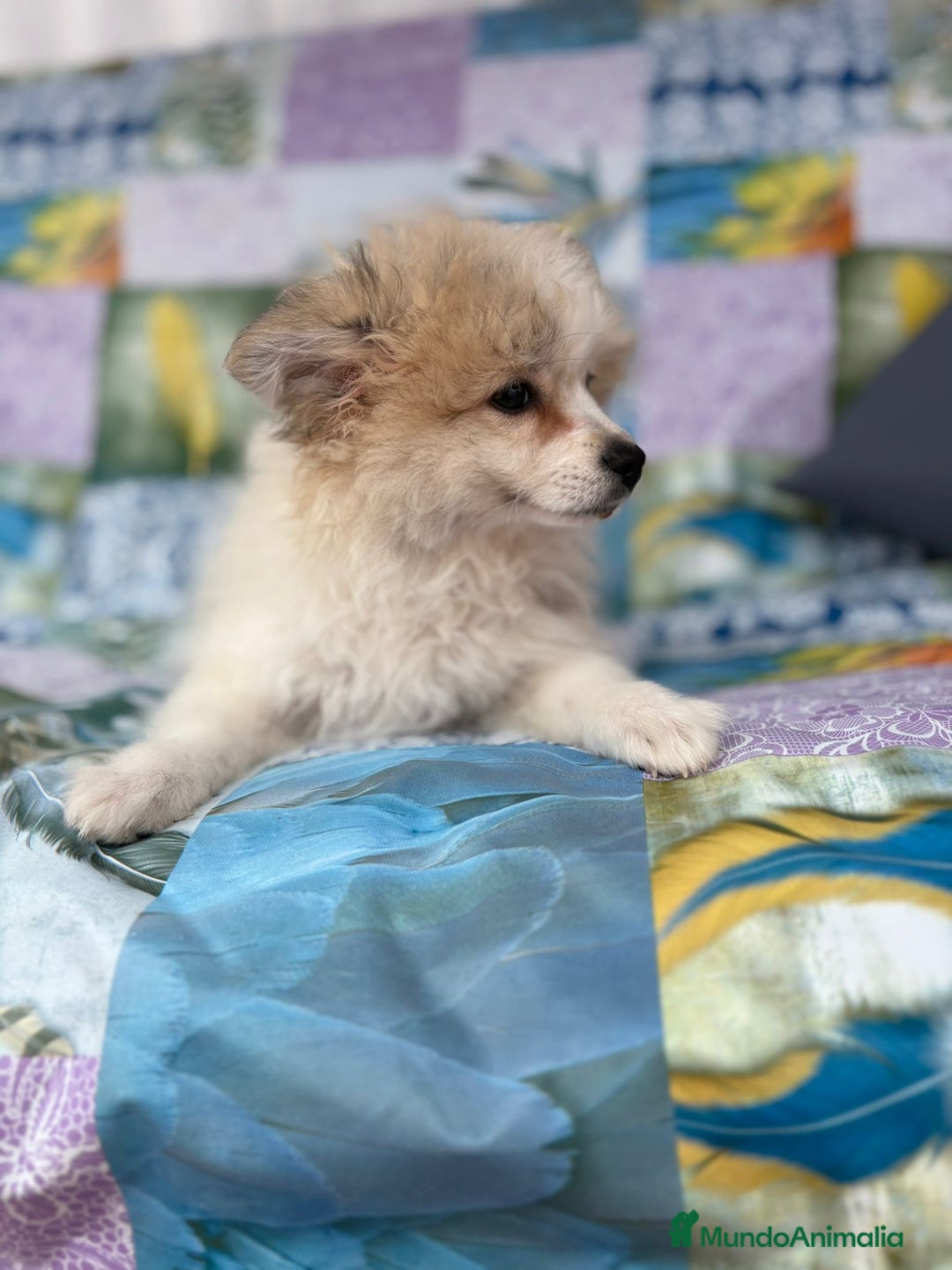 Pomerania perros en venta: Preciosa pomerania hembra - Imagen 8