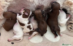 Bichón Habanero perros en venta: Cachorros Bichon habanero  - Anuncio 6