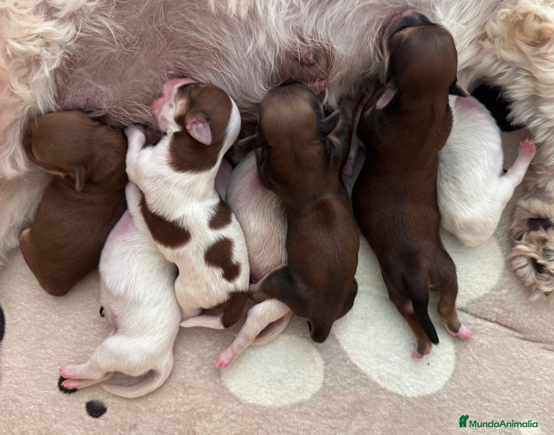 Bichón Habanero perros en venta: Cachorros Bichon habanero  - Anuncio 6