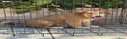 Pastor de Asia Central perros en venta: Cachorra de Alabai  - Anuncio 2