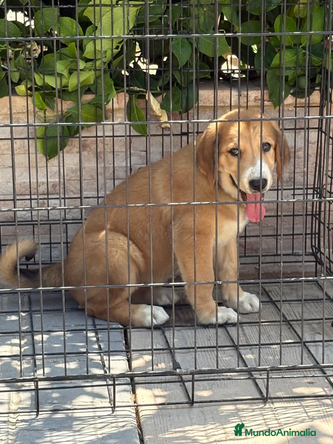 Pastor de Asia Central perros en venta: Cachorra de Alabai  - Anuncio 2