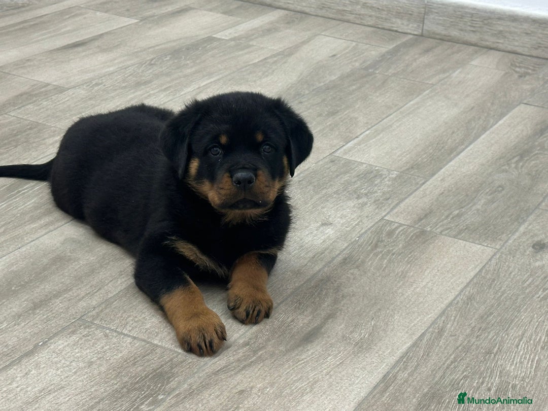 Rottweiler perros en venta: Rotweiler  - Anuncio 2