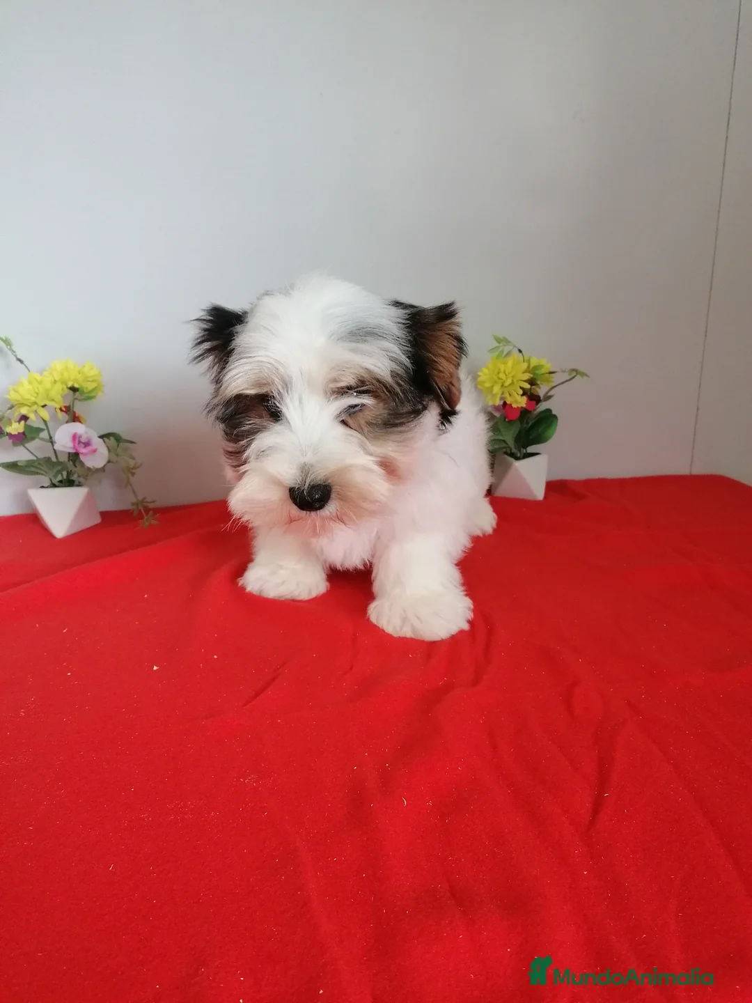 Biewer Yorkshire Terrier a la Pom Pon perros en venta: Preciosa camada de Biewer  - Anuncio 5