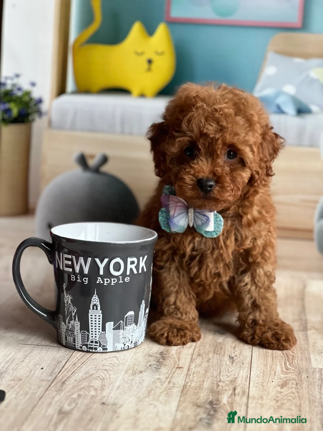 Caniche Toy perros en venta: caniche toy rojo  - Anuncio 2