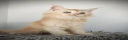 Maine Coon gatos en venta: Macho de maine coon  - Anuncio 1