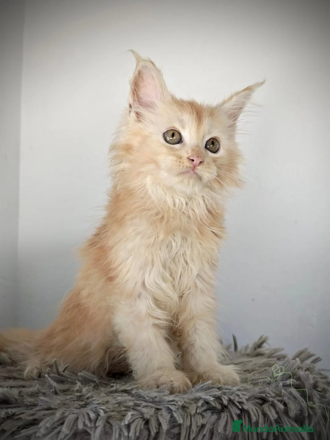 Maine Coon gatos en venta: Macho de maine coon  - Anuncio 1